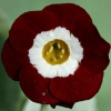 Primula Auricula Headdress - Abriachan Nurseries